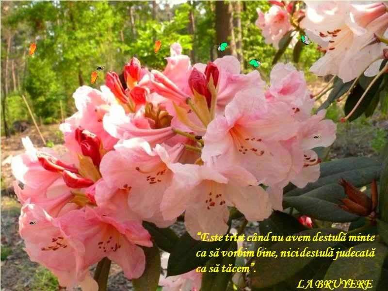 “Este trist când nu avem destulă minte ca să vorbim bine, nici destulă judecată